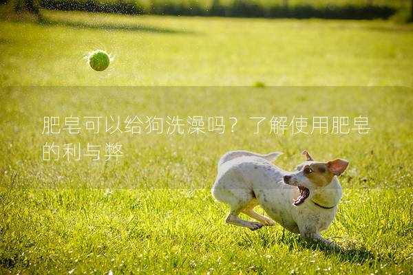 肥皂可以給狗洗澡嗎？了解使用肥皂的利與弊